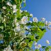 Abutilon vitifolium var. alba