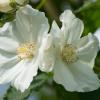 Abutilon vitifolium var. alba