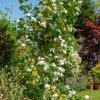 Abutilon vitifolium var. alba