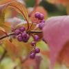 Callicarpa dichotoma