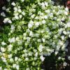 Campanula cochlearifolia 'White Baby'