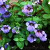 Diascia 'Piccadilly Denim Blue'