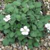 Erodium reichardii 'Alba'