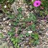 Geranium cinereum subsp. subcaulescens 'Giuseppii'