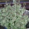 Origanum vulgare 'Country Cream'