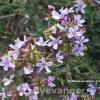 Plumbago europaea