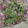 Saponaria 'Bressingham'