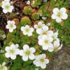 Saxifraga 'Fairy'