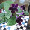 Streptocarpus 'Black Panther'