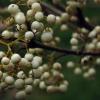 Callicarpa japonica 'Leucocarpa'