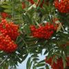 Sorbus aucuparia