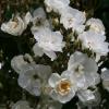 Rosa 'Rambling Rector'