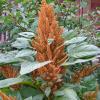 Amaranthus paniculatus 'Autumn Palette'