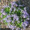 Campanula pulla