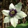 Clematis florida 'Sieboldii'