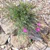 Dianthus 'Inshriach Dazzler'