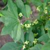 Euonymus alatus 'Compactus'