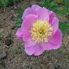 Paeonia lactiflora 'Nymphe'