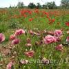 Papaver rhoeas (Pink form)