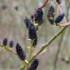 Salix gracilistyla 'Melanostachys'