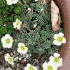 Saxifraga x byam-groundsii 'Lenka' 