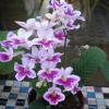 Streptocarpus 'Chloe'