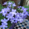 Streptocarpus 'Falling Stars'