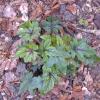 Tiarella 'Ninja'