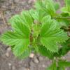 Viburnum trilobum 'Baileys Compact'