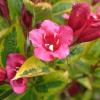 Weigela 'Moulin Rouge'