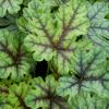 X Heucherella 'Tapestry'